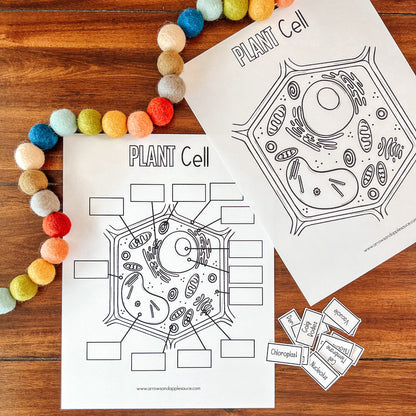 Cell Structure Diagram Printable Bundle, Plant Cell, Animal Cell, Biology Lesson, Kids Homeschool Activity, Earth Science, Coloring Page