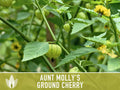 Tomatillo, Aunt Molly's Ground Cherry Seeds - Heirloom Seeds, Cape Gooseberry, Husk Tomato Seeds, Golden Berry, Open Pollinated, Non-GMO