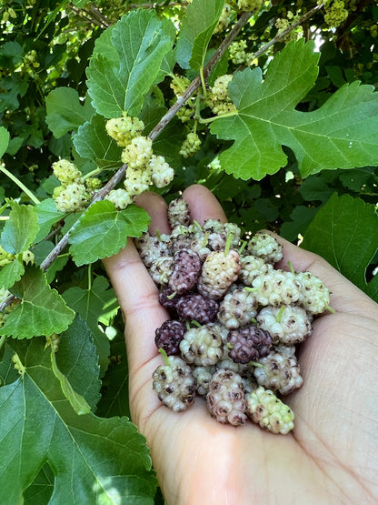 Perennial 15 Mulberry Cuttings Unrooted 5-8 inches