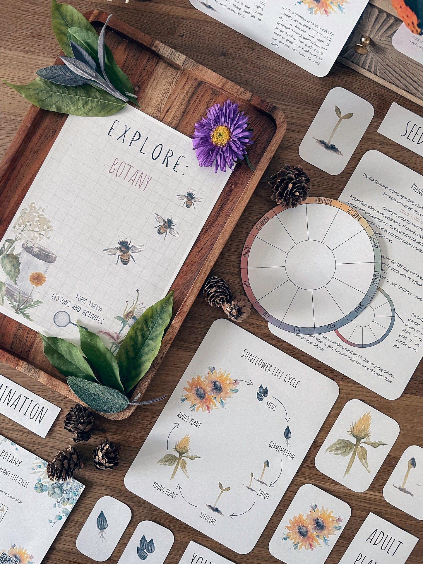 DIGITAL Science botany 8 week lesson plan, montessori wall art, homeschool