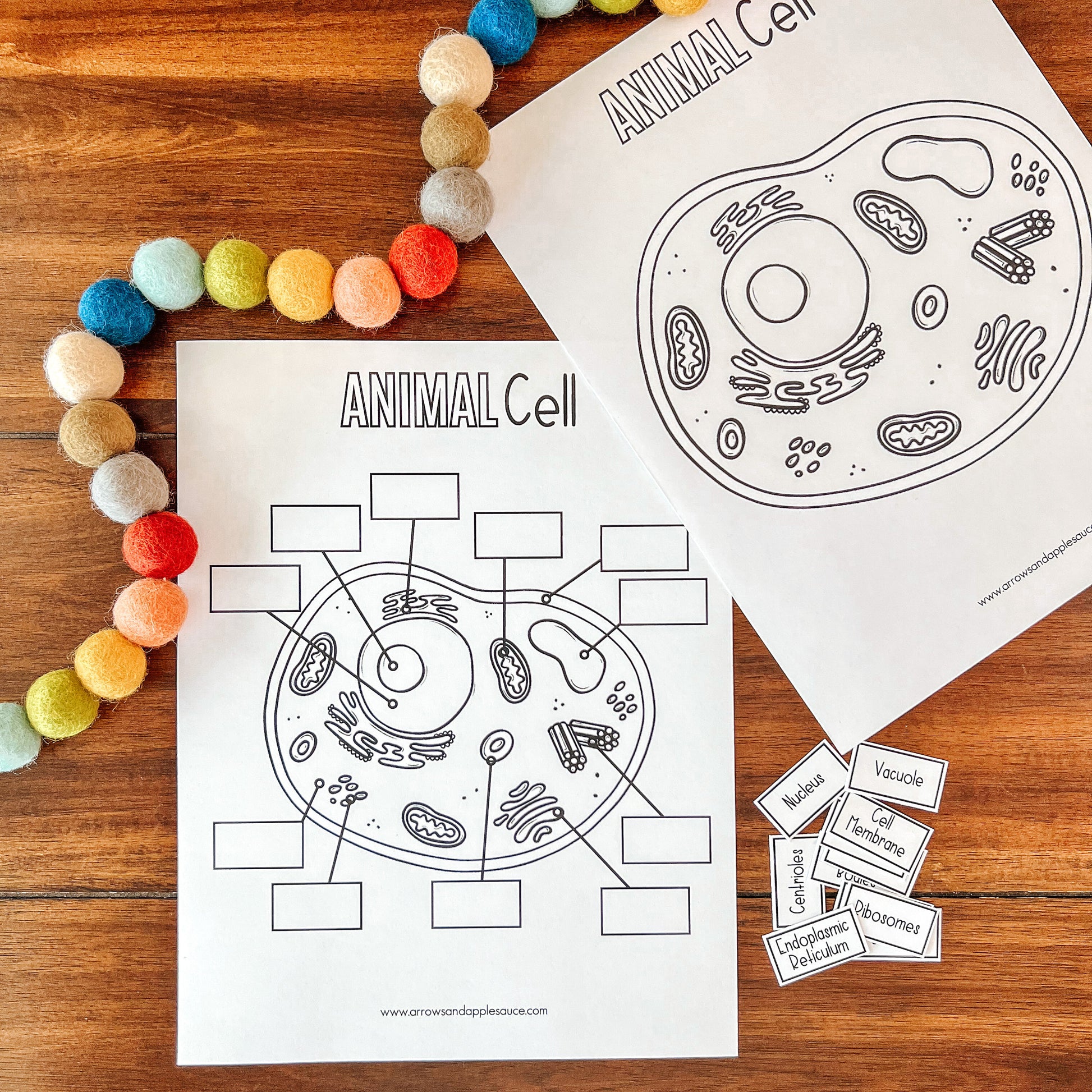 Cell Structure Diagram Printable Bundle, Plant Cell, Animal Cell, Biology Lesson, Kids Homeschool Activity, Earth Science, Coloring Page