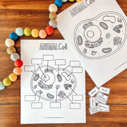 Cell Structure Diagram Printable Bundle, Plant Cell, Animal Cell, Biology Lesson, Kids Homeschool Activity, Earth Science, Coloring Page