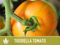 Tigerella Tomato Seeds - Heirloom Seeds, Tiger-striped Tomato, Green Zebra, Solanum Lycopersicum, Open Pollinated, Non-GMO