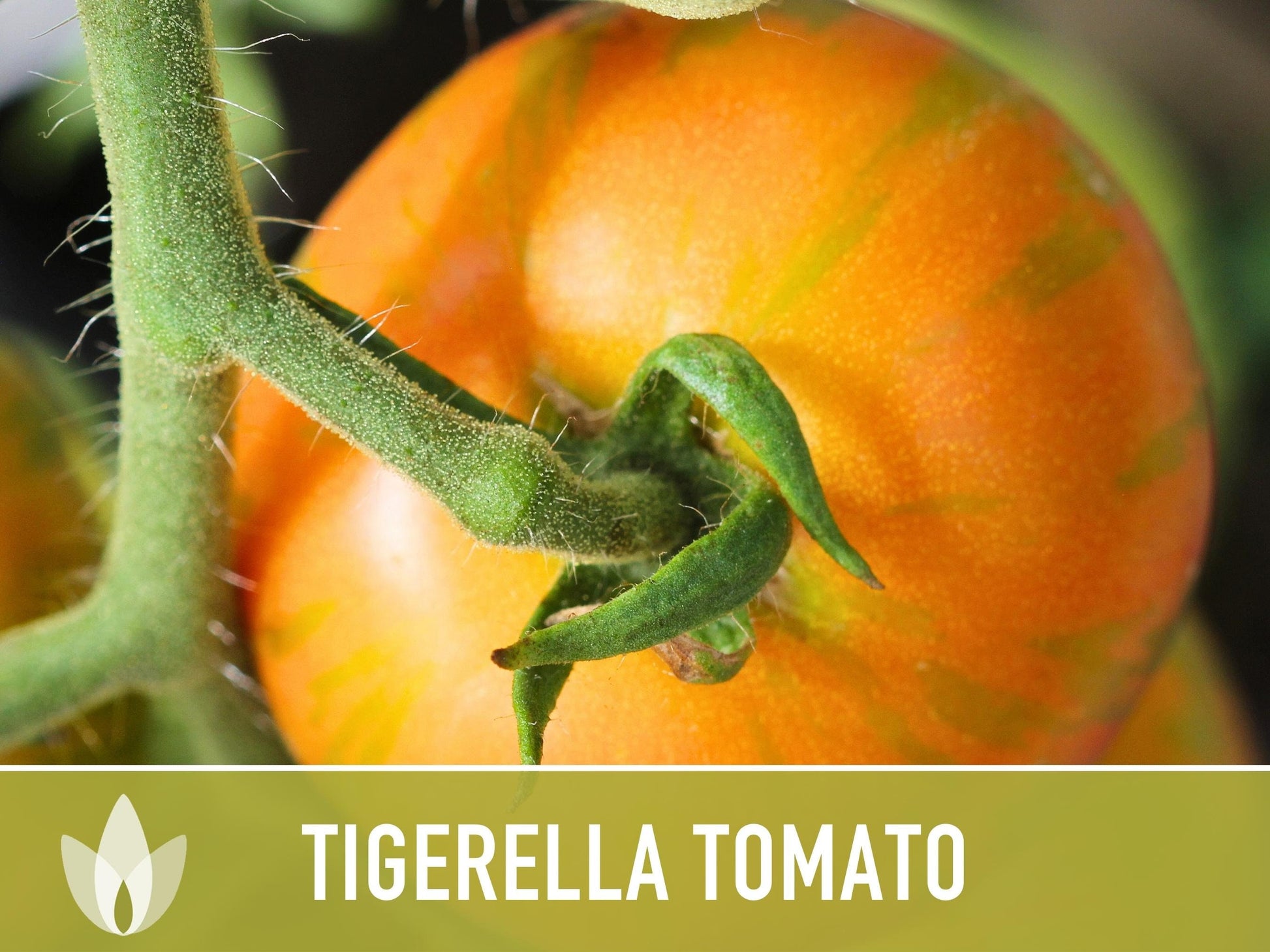 Tigerella Tomato Seeds - Heirloom Seeds, Tiger-striped Tomato, Green Zebra, Solanum Lycopersicum, Open Pollinated, Non-GMO