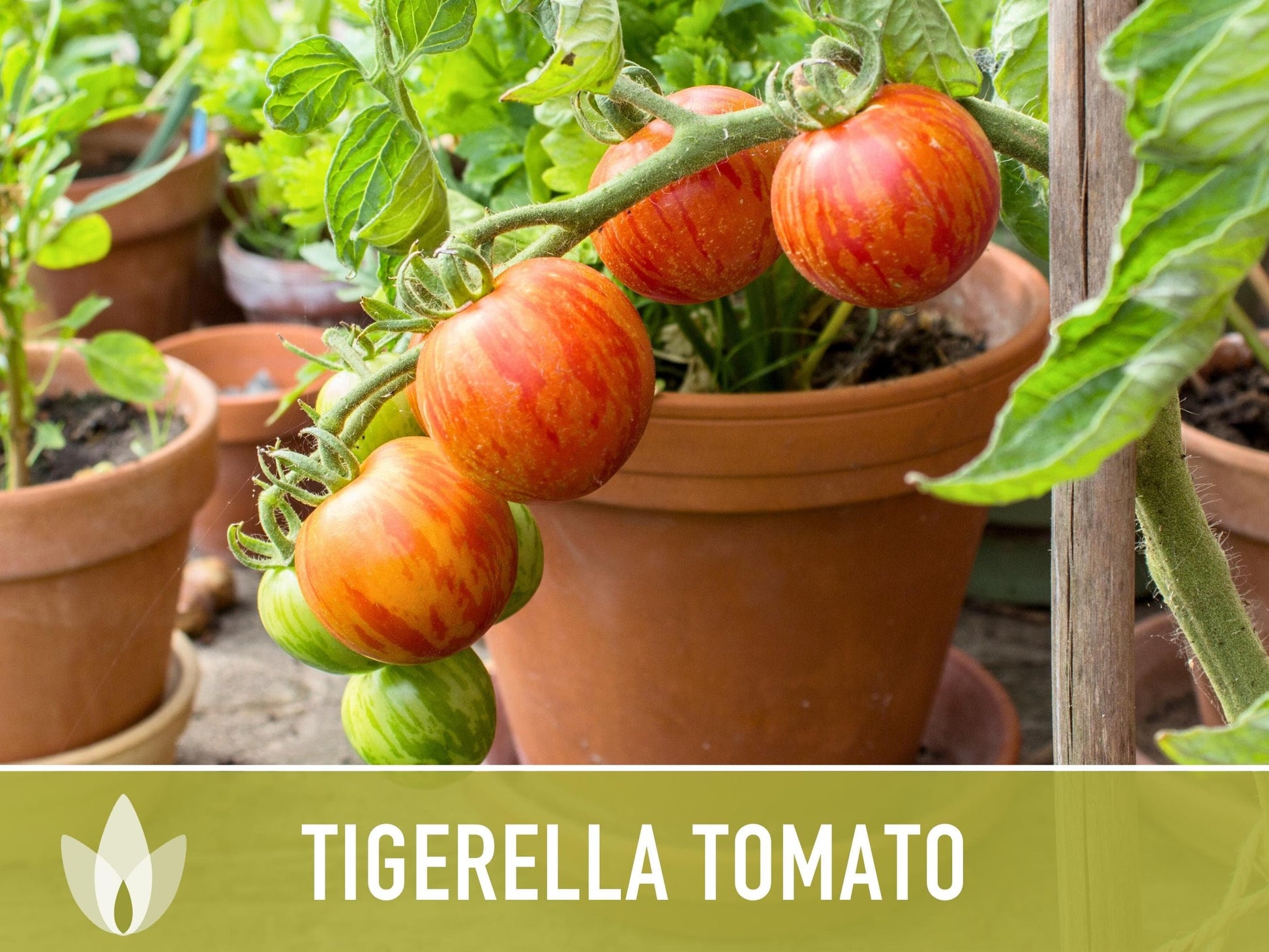 Tigerella Tomato Seeds - Heirloom Seeds, Tiger-striped Tomato, Green Zebra, Solanum Lycopersicum, Open Pollinated, Non-GMO