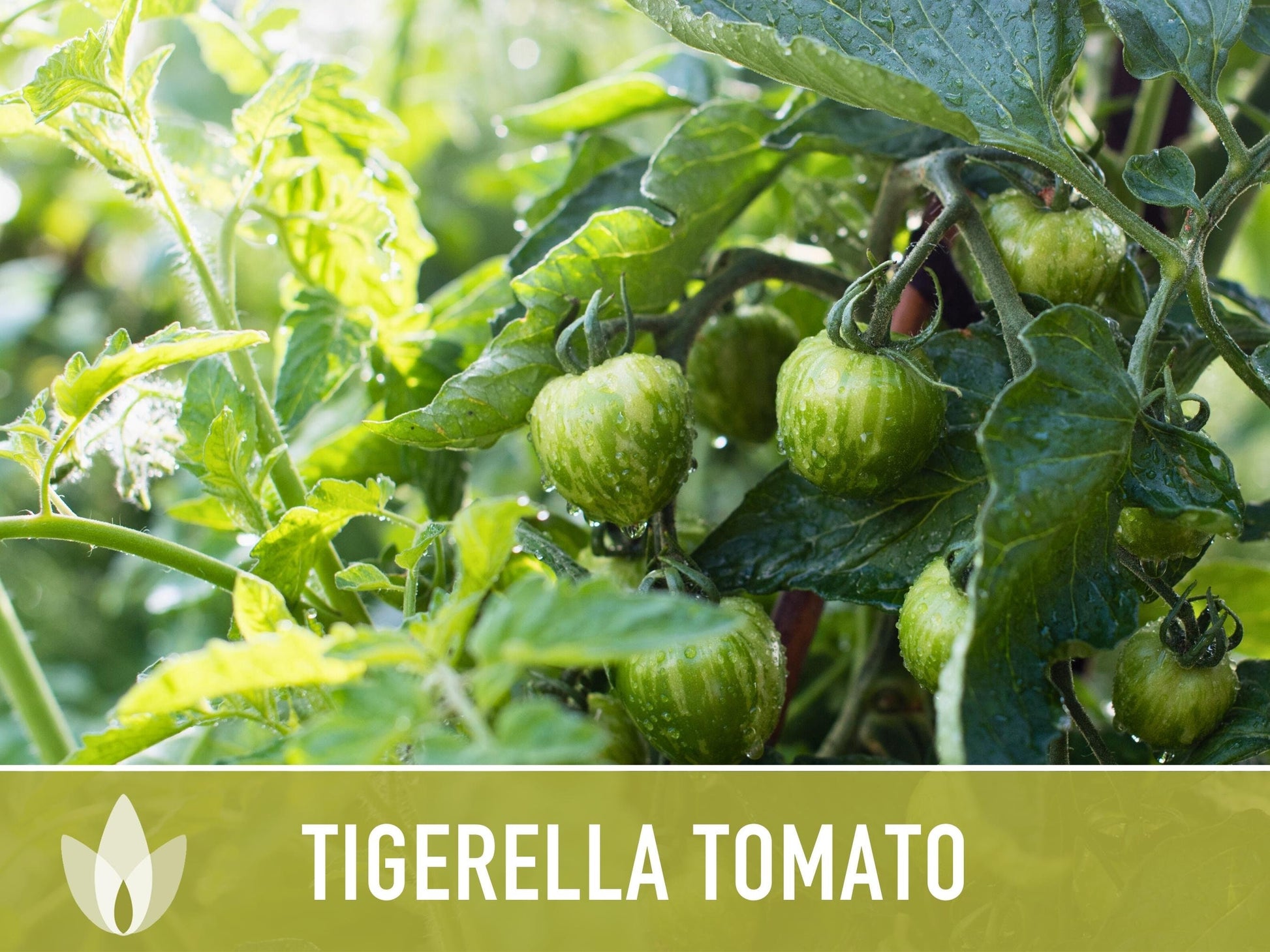Tigerella Tomato Seeds - Heirloom Seeds, Tiger-striped Tomato, Green Zebra, Solanum Lycopersicum, Open Pollinated, Non-GMO