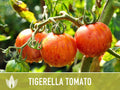 Tigerella Tomato Seeds - Heirloom Seeds, Tiger-striped Tomato, Green Zebra, Solanum Lycopersicum, Open Pollinated, Non-GMO