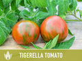 Tigerella Tomato Seeds - Heirloom Seeds, Tiger-striped Tomato, Green Zebra, Solanum Lycopersicum, Open Pollinated, Non-GMO