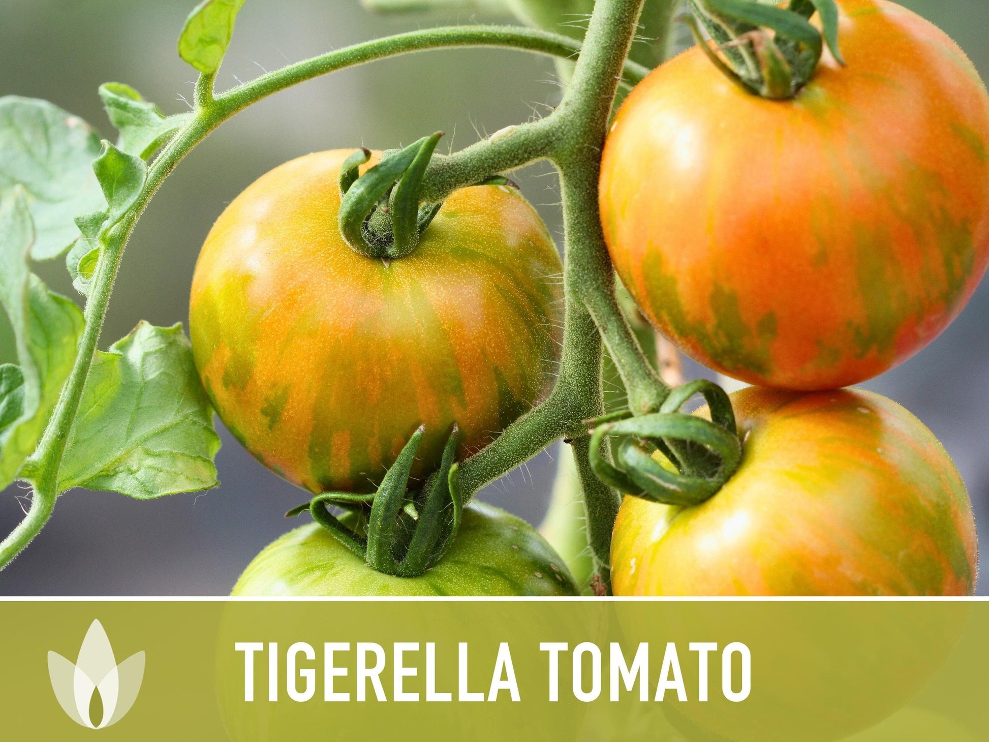 Tigerella Tomato Seeds - Heirloom Seeds, Tiger-striped Tomato, Green Zebra, Solanum Lycopersicum, Open Pollinated, Non-GMO