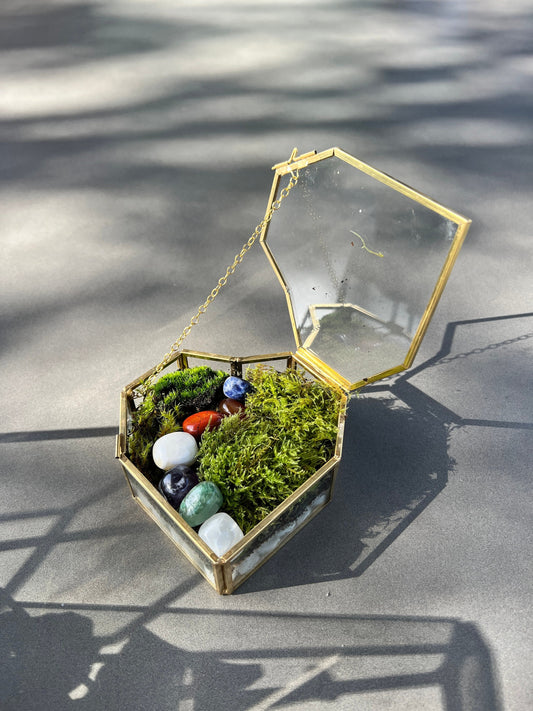 Fresh Moss Terrarium Kit: Golden Wardian Case, Live Plants (VIDEO INSTRUCTIONS)