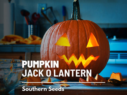 Jack O’Lantern Pumpkin Seeds – Heirloom Vegetable, Classic Carving Pumpkin, Non-GMO, Ideal for Halloween Decorations | 20 Seeds