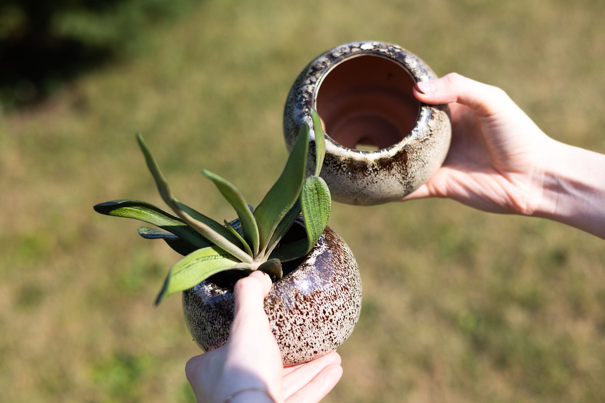 Mushroom Planting Pot