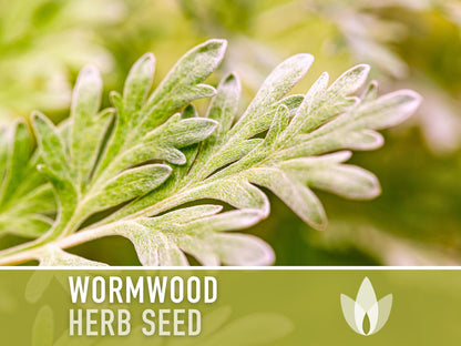 Wormwood Organic Medicinal Herb Seeds - Artemisia Absinthium, Heirloom, Non-GMO