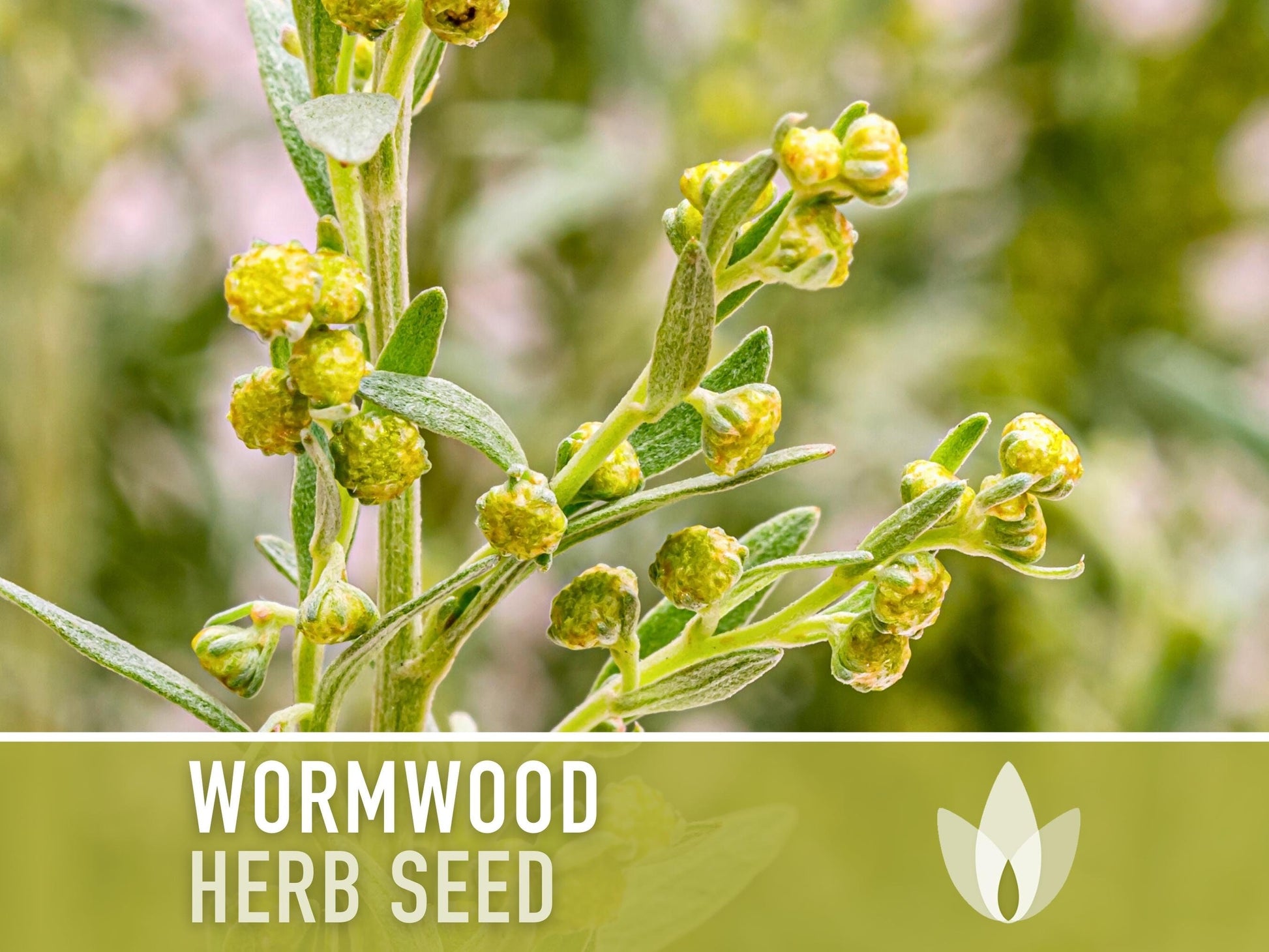 Wormwood Organic Medicinal Herb Seeds - Artemisia Absinthium, Heirloom, Non-GMO