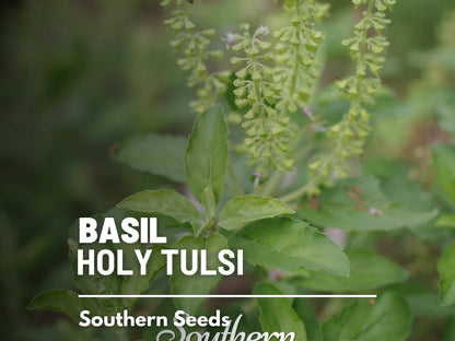 Holy Basil Seeds (Tulsi, Kapoor) – Heirloom Sacred Herb, Easy to Grow, Top Choice for Home Apothecaries & Tea | 250 Seeds