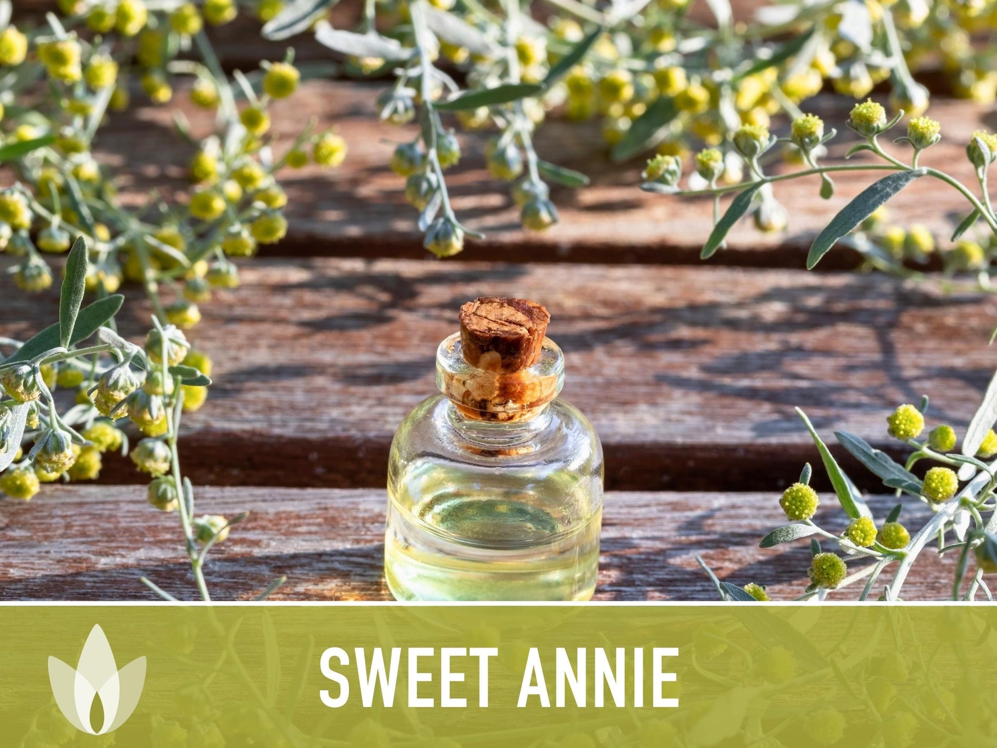 Sweet Annie Herb Seeds - Heirloom Seeds, Sweet Wormwood, Chinese Wormwood, Sagewort, Asian Seeds, Artemisia Annua, Open Pollinated, Non-GMO