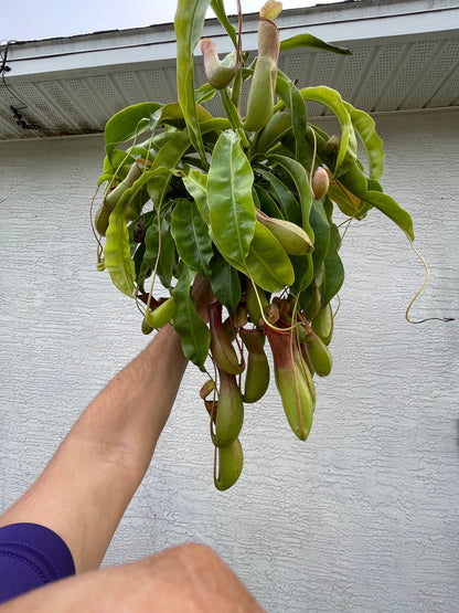 XXL Alata Pitcher Plant - Carnivorous Hanging Plant in 6'' Pot