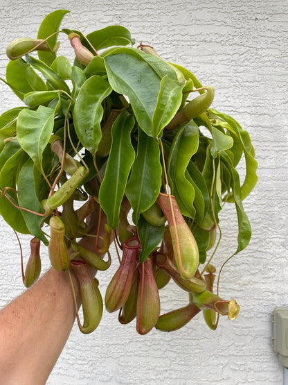 XXL Alata Pitcher Plant - Carnivorous Hanging Plant in 6'' Pot