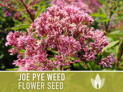 Joe Pye Weed, Spotted Flower Seeds - Heirloom Seeds, Native Seeds, Wildflower Seeds, Non-GMO