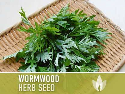 Wormwood Organic Medicinal Herb Seeds - Artemisia Absinthium, Heirloom, Non-GMO