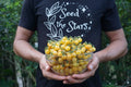 20 Yellow Florida Everglades Tomato Seeds, Drought Tolerant, Disease Resistant Currant Tomato Solanum pimpinellifolium Seeds, Seed The Stars