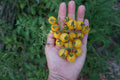 20 Yellow Florida Everglades Tomato Seeds, Drought Tolerant, Disease Resistant Currant Tomato Solanum pimpinellifolium Seeds, Seed The Stars