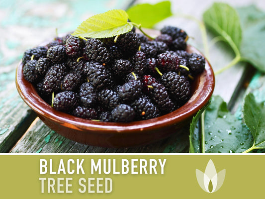 Black Mulberry Seeds - Heirloom Seeds, Dark & Sweet Fruit, Sacred Medicinal Tree, Morus Nigra, Open Pollinated, Non-GMO
