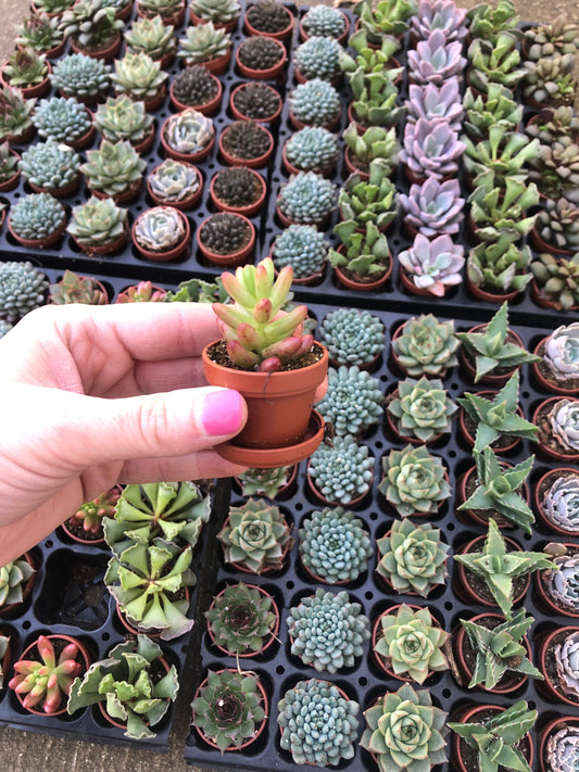 Mini Succulent Collection, 4 Mini Fairy Garden/Terrarium Plants, 1" Plants in pots + Saucers, Succulent Favors, Live Mini Succulents