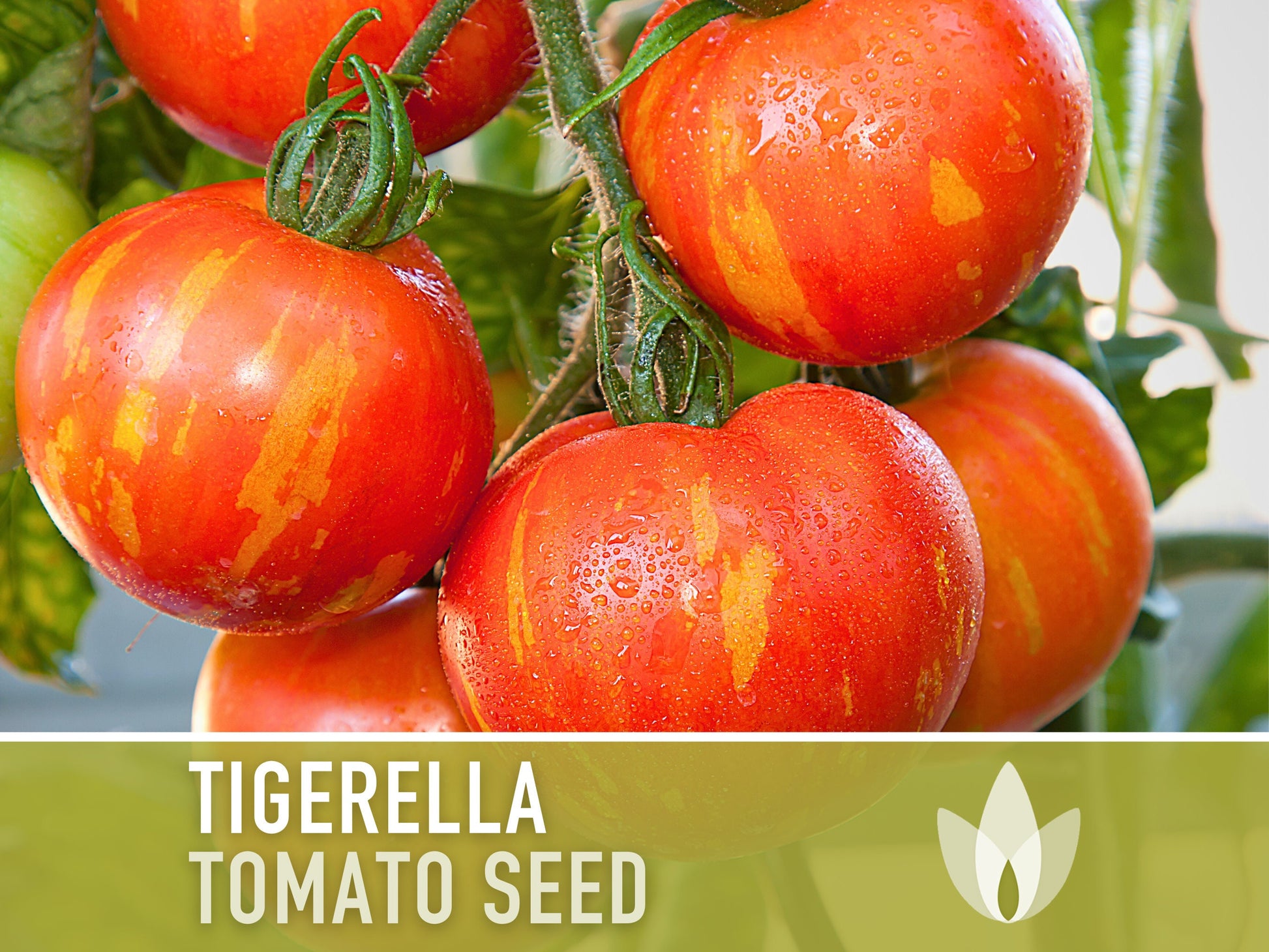 Tigerella Tomato Seeds - Heirloom Seeds, Tiger-striped Tomato, Green Zebra, Solanum Lycopersicum, Open Pollinated, Non-GMO