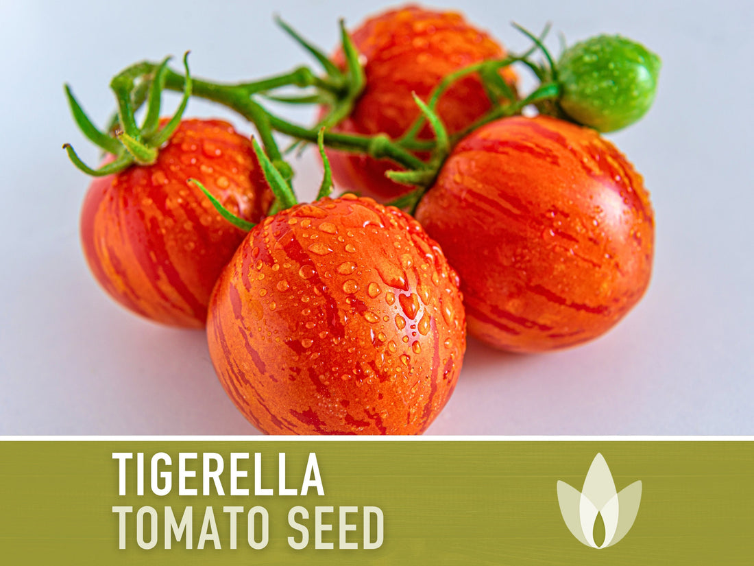 Tigerella Tomato Seeds - Heirloom Seeds, Tiger-striped Tomato, Green Zebra, Solanum Lycopersicum, Open Pollinated, Non-GMO