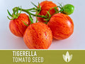 Tigerella Tomato Seeds - Heirloom Seeds, Tiger-striped Tomato, Green Zebra, Solanum Lycopersicum, Open Pollinated, Non-GMO