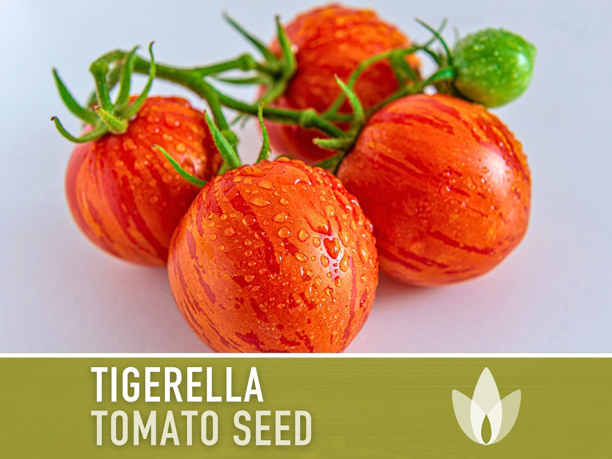 Tigerella Tomato Seeds - Heirloom Seeds, Tiger-striped Tomato, Green Zebra, Solanum Lycopersicum, Open Pollinated, Non-GMO