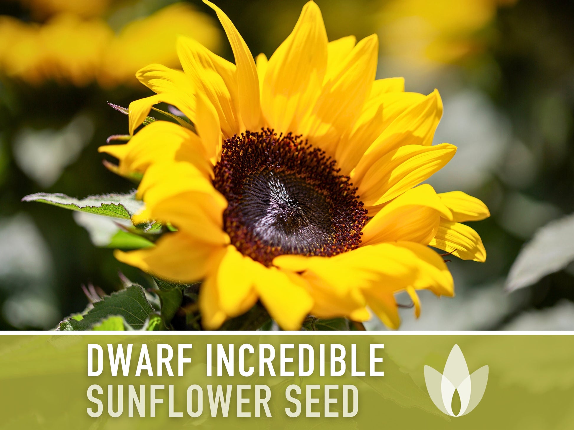 Dwarf Incredible Sunflower Seeds - Heirloom Seeds, Dwarf Sunflower, Seed Packets, Flower Seeds, Open Pollinated, Non GMO