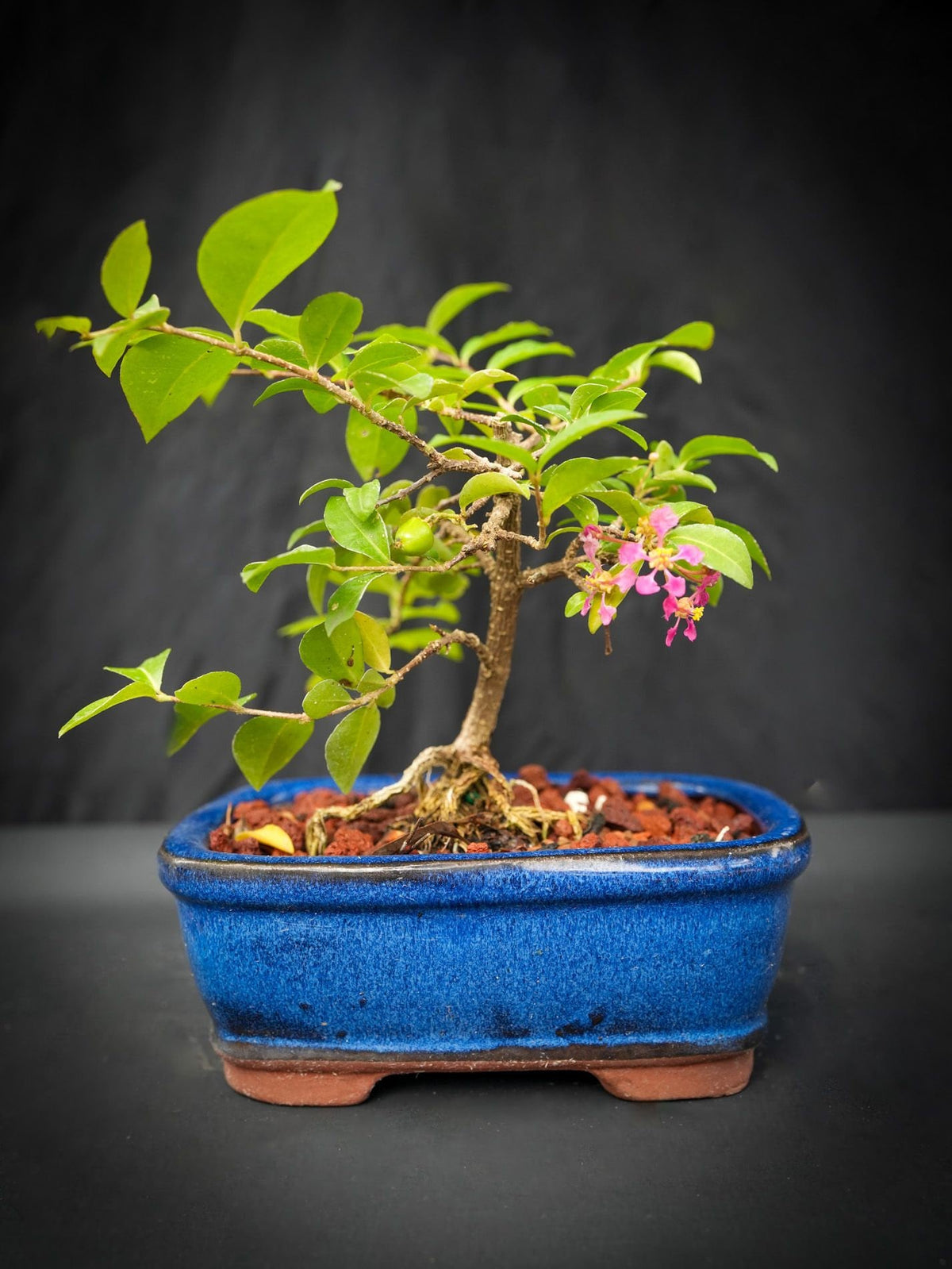 Dwarf weeping cherry bonsai tree with green leaves and small pink flowers in a blue ceramic pot