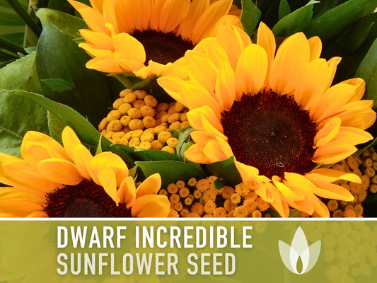 Dwarf Incredible Sunflower Seeds - Heirloom Seeds, Dwarf Sunflower, Seed Packets, Flower Seeds, Open Pollinated, Non GMO