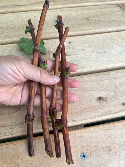 2 Organic Purple Kyoho Grape Vine cuttings for propagation
