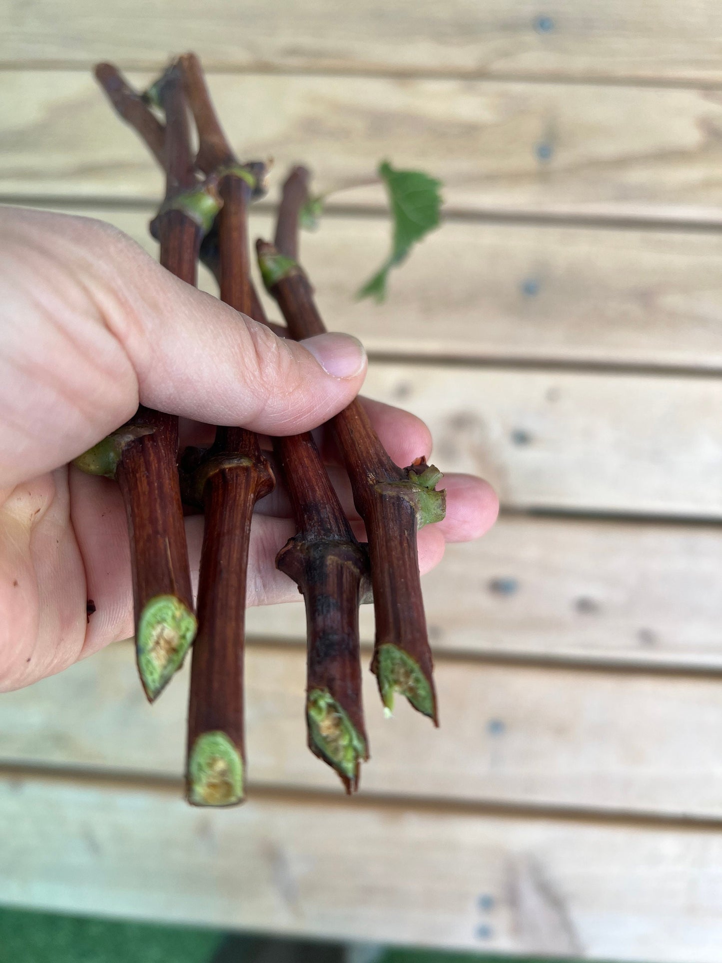2 Organic Purple Kyoho Grape Vine cuttings for propagation