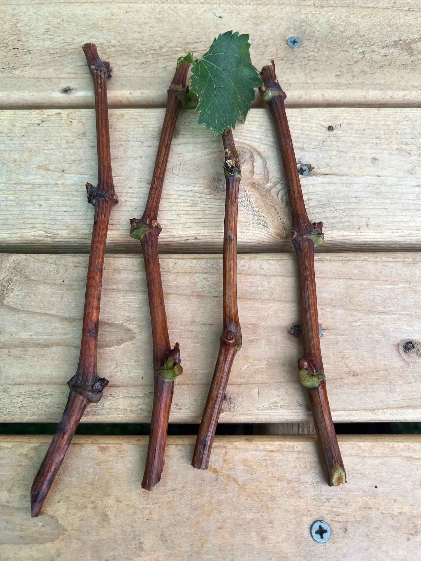 2 Organic Purple Kyoho Grape Vine cuttings for propagation