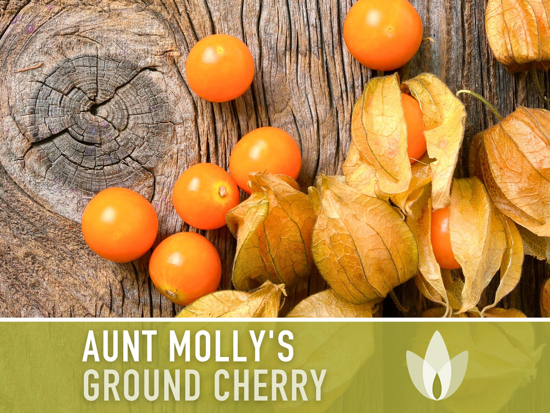 Tomatillo, Aunt Molly's Ground Cherry Seeds - Heirloom Seeds, Cape Gooseberry, Husk Tomato Seeds, Golden Berry, Open Pollinated, Non-GMO
