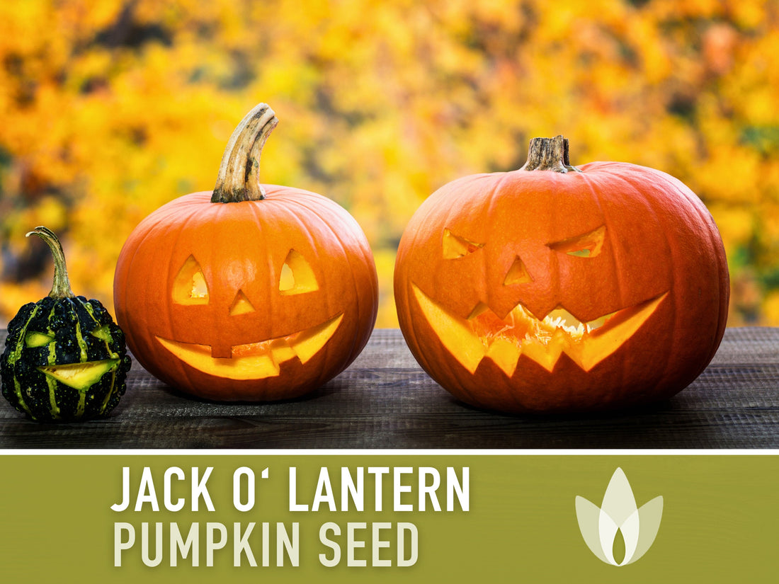 Jack O' Lantern Pumpkin Seeds - Heirloom Seeds, The Perfect Carving Halloween Pumpkin, Pie Pumpkin, Baking Pumpkin, Open Pollinated, Non-GMO