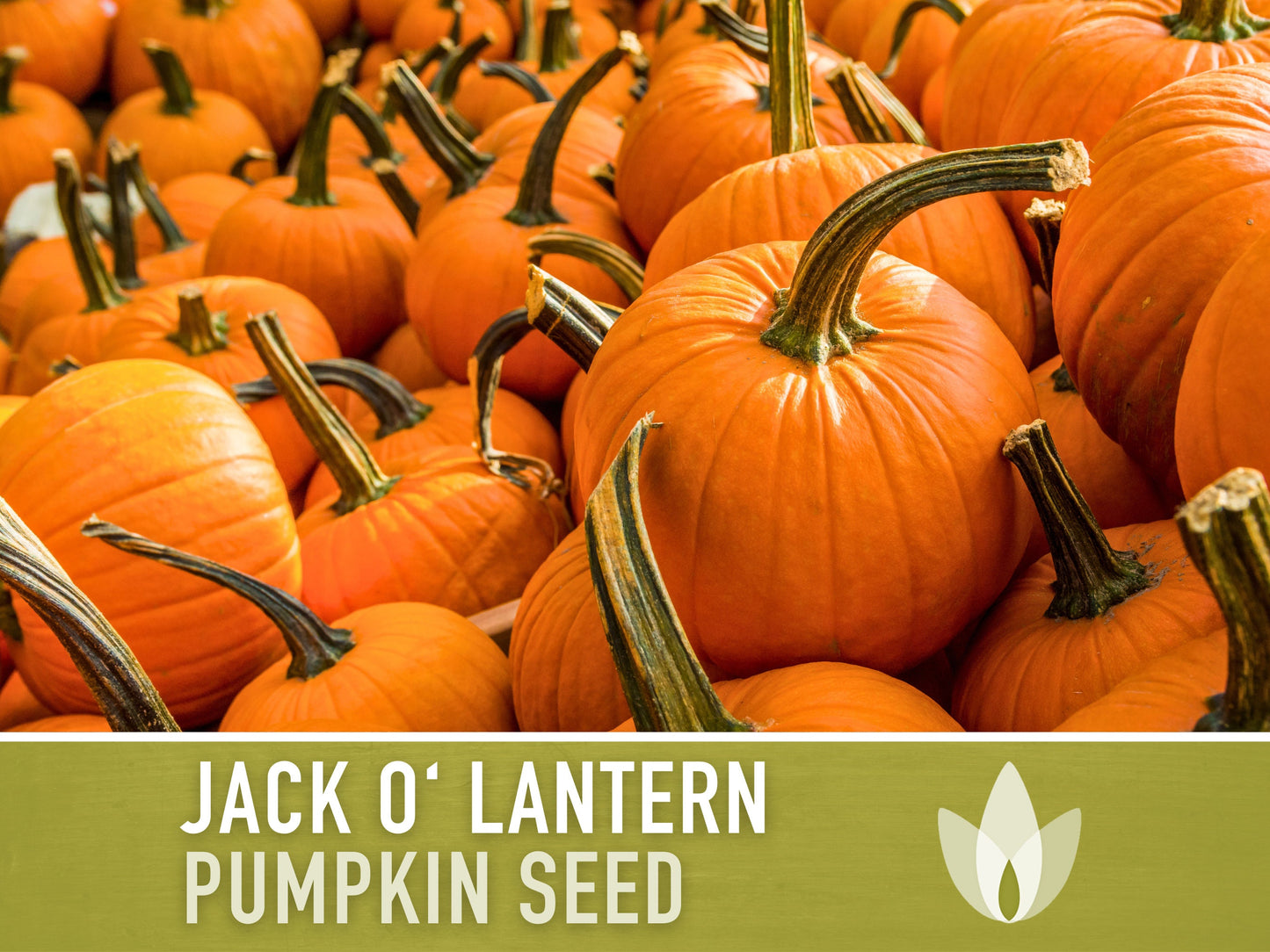 Jack O' Lantern Pumpkin Seeds - Heirloom Seeds, The Perfect Carving Halloween Pumpkin, Pie Pumpkin, Baking Pumpkin, Open Pollinated, Non-GMO