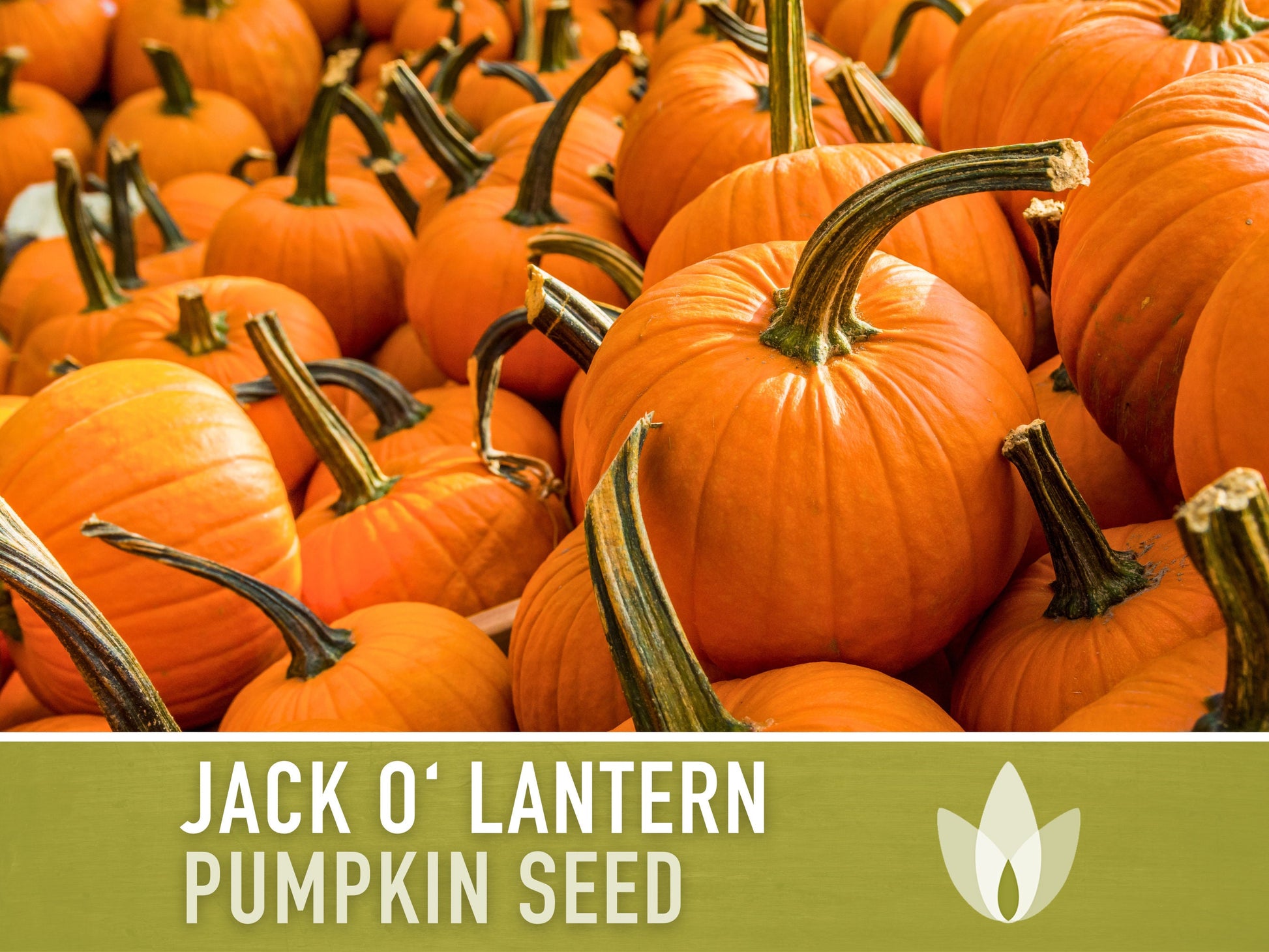 Jack O' Lantern Pumpkin Seeds - Heirloom Seeds, The Perfect Carving Halloween Pumpkin, Pie Pumpkin, Baking Pumpkin, Open Pollinated, Non-GMO