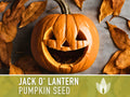 Jack O' Lantern Pumpkin Seeds - Heirloom Seeds, The Perfect Carving Halloween Pumpkin, Pie Pumpkin, Baking Pumpkin, Open Pollinated, Non-GMO