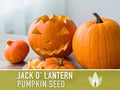 Jack O' Lantern Pumpkin Seeds - Heirloom Seeds, The Perfect Carving Halloween Pumpkin, Pie Pumpkin, Baking Pumpkin, Open Pollinated, Non-GMO