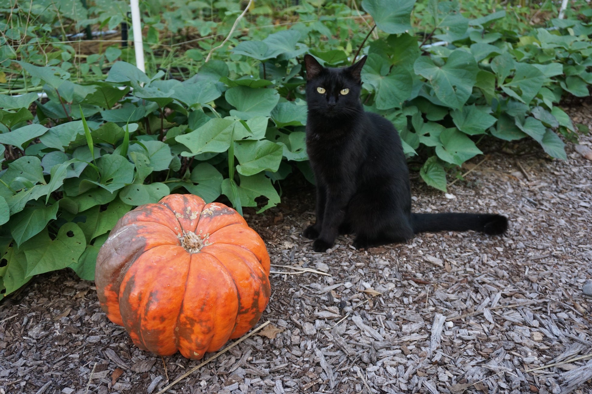 10 'Orange Bulldog Pumpkin' Seeds, Disease Resistant Jack-o’-lantern, Cucurbita maxima, University of Georgia Pumpkin Seeds, Seed The Stars