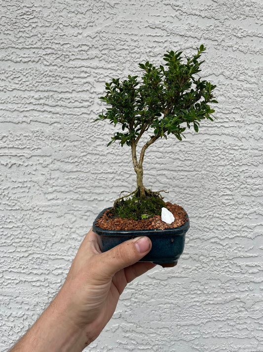 Mount Fuji Serissa Bonsai Tree - White Flowering Bonsai - 4 Inch Glazed Bonsai Pot with Live Moss