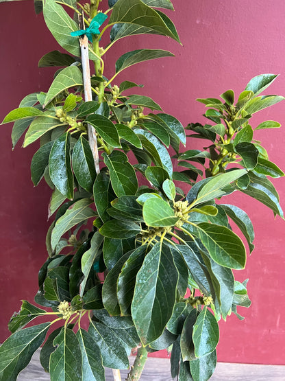 Avocado 'Choquette', Persia americana Tree  , Grafted in 3 Gallon Pot, No Ship HI