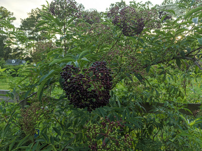 American Elderberry Cuttings, Sambucus Canadensis, American elder, American elderberry