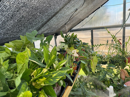 Imperfect plant cuttings with leaf ready to propagate