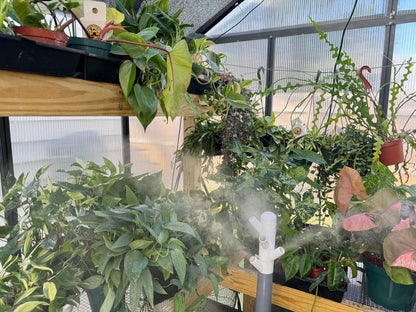 Imperfect plant cuttings with leaf ready to propagate